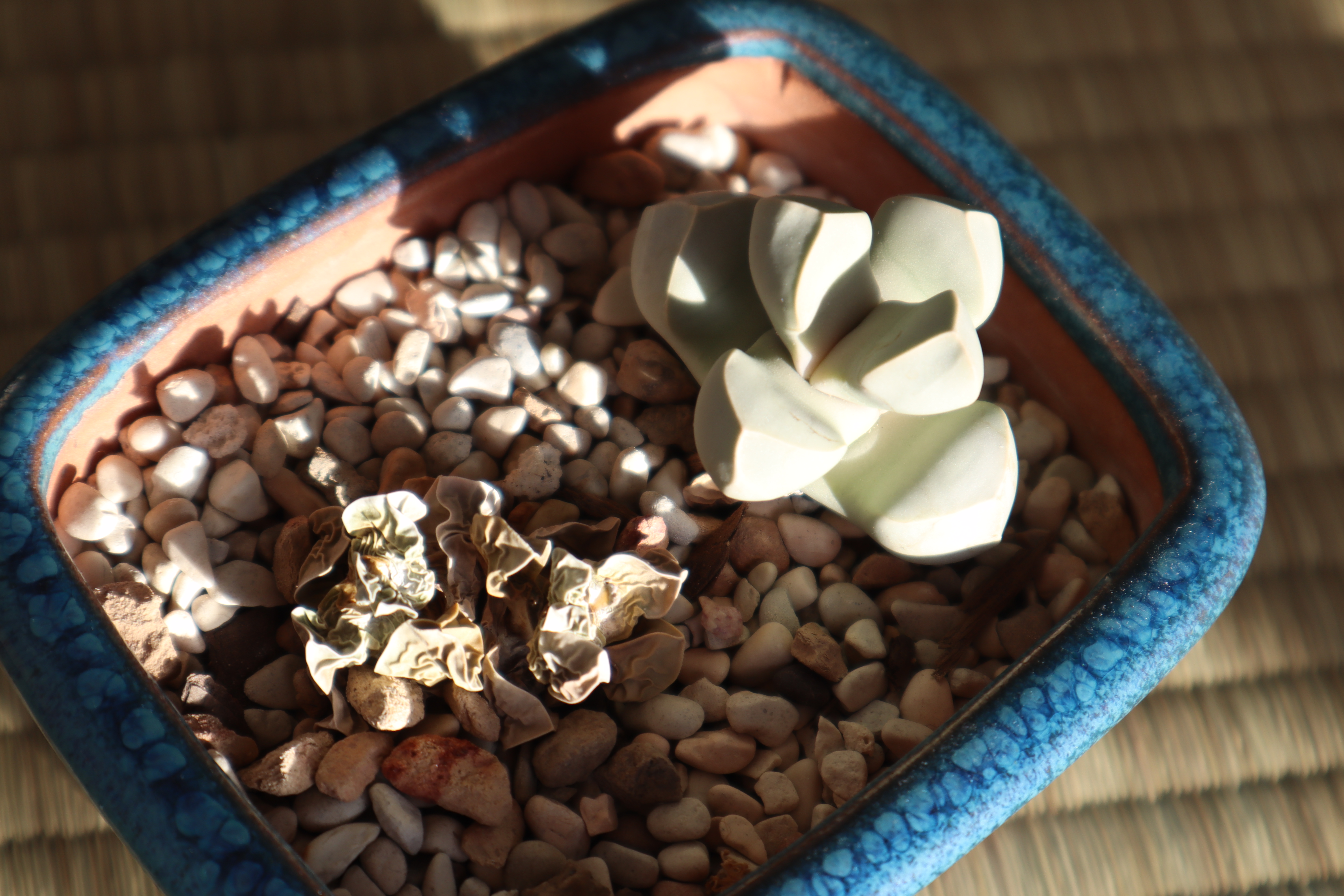 The corpse of The Twins, next to King-Under-The-Mountain